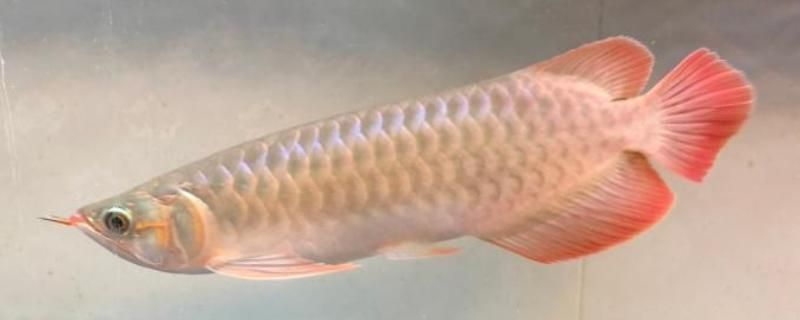 龍魚眼睛爛了怎么辦：龍魚的眼睛爛了怎么辦