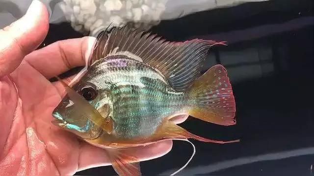龍魚元寶鳳凰的介紹
