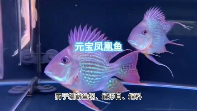 龍魚元寶鳳凰的介紹