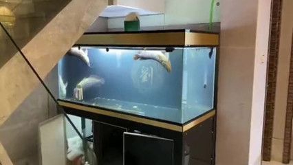 養了幾年的龍魚死了：養了幾年的龍魚突然死亡的原因