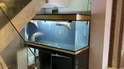 養了幾年的龍魚死了：養了幾年的龍魚突然死亡的原因