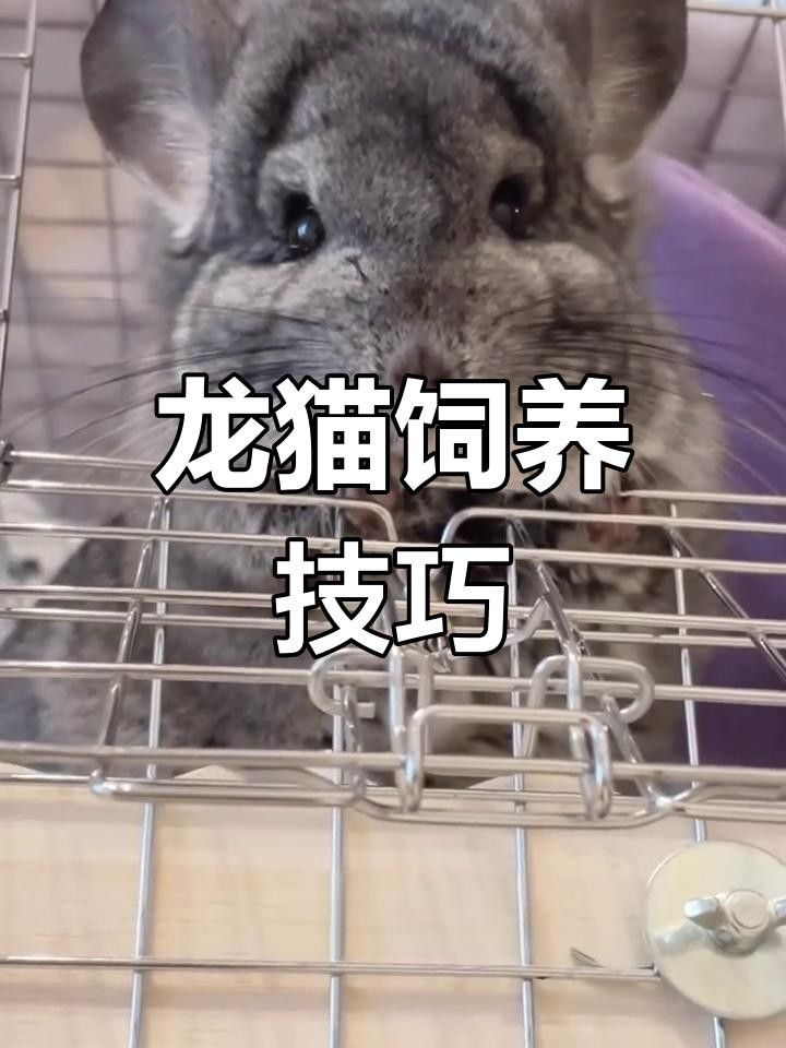 龍貓多久訓練成功