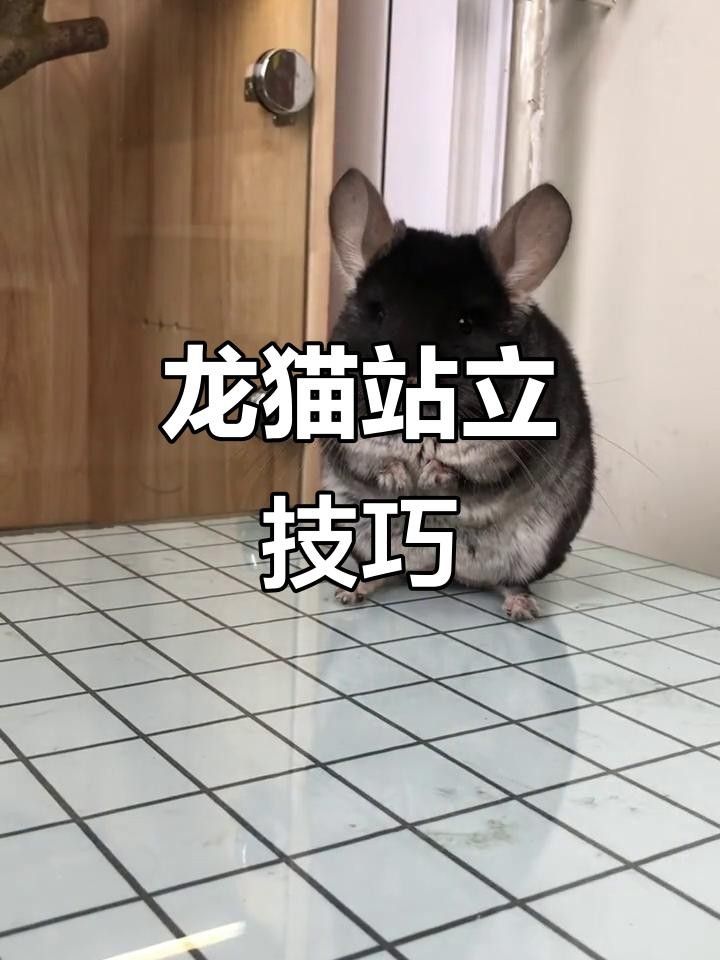 龍貓多久訓練成功