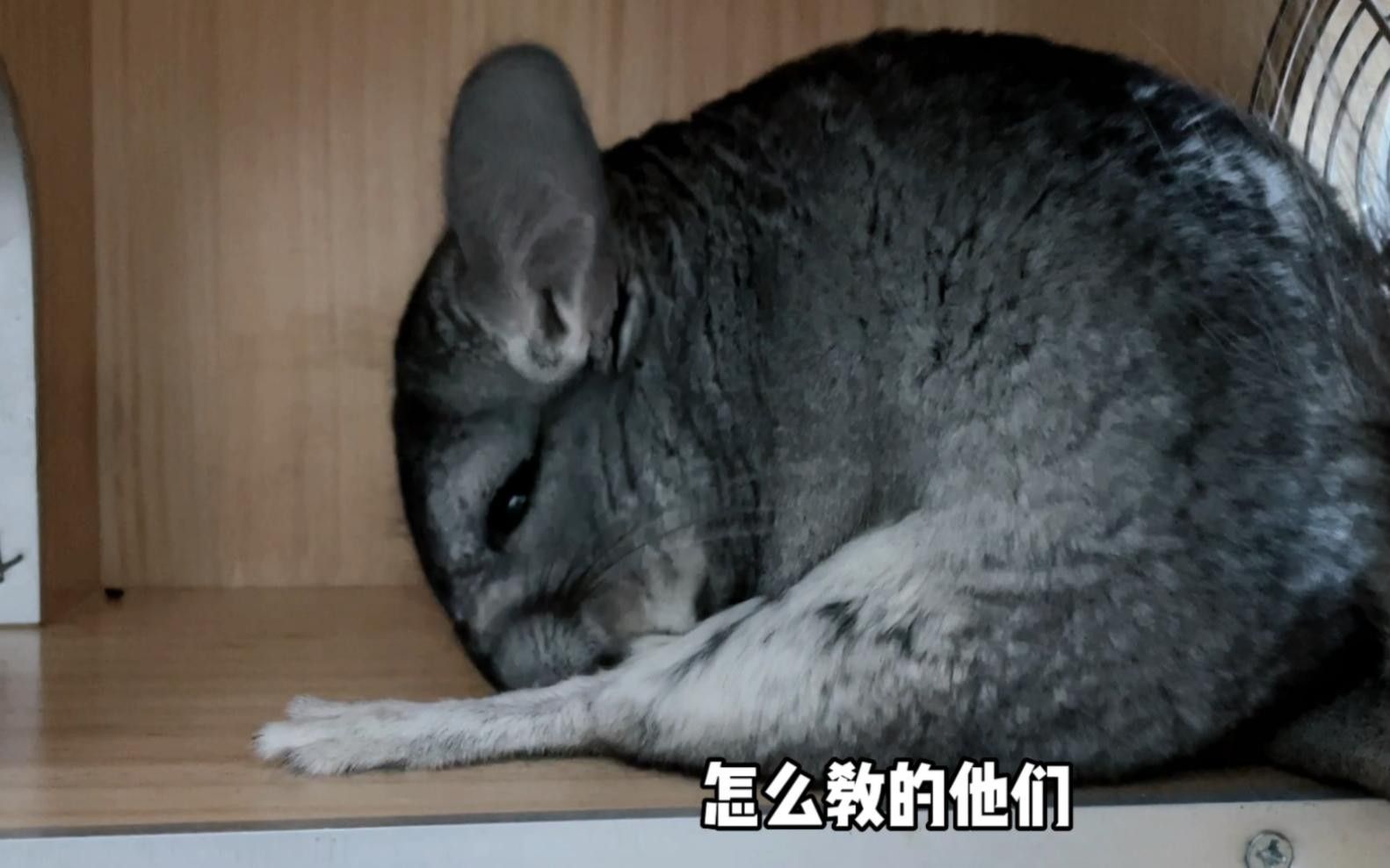 龍貓多久訓練成功