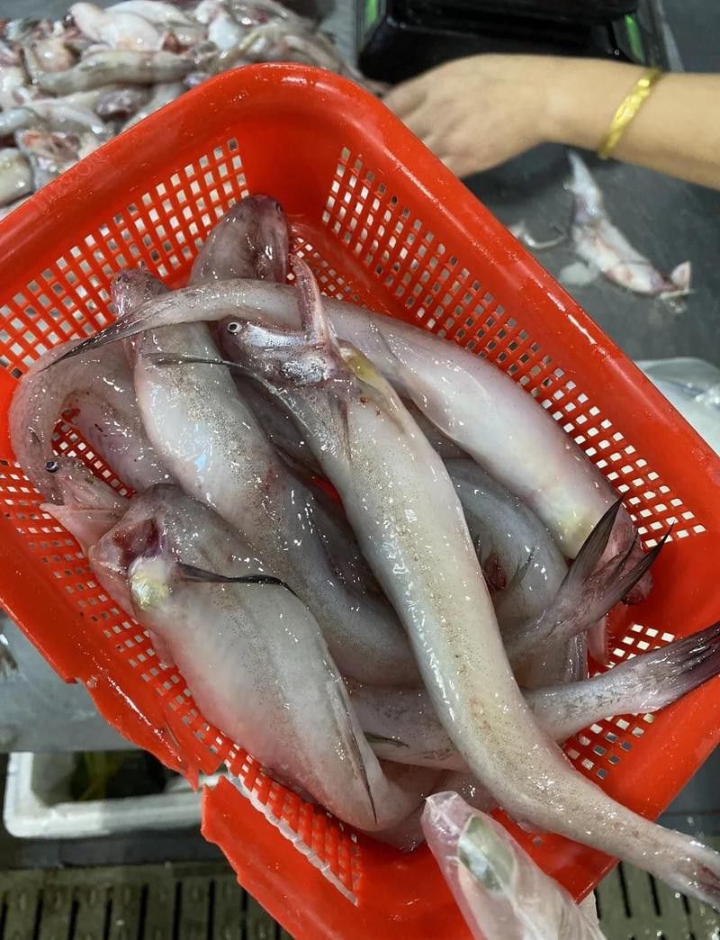 舟山龍魚是什么魚種類