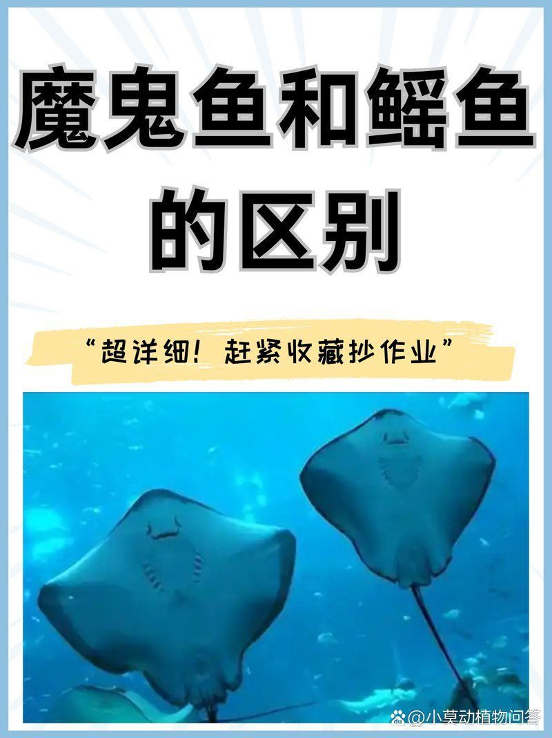 魔鬼魚哪一面是正面
