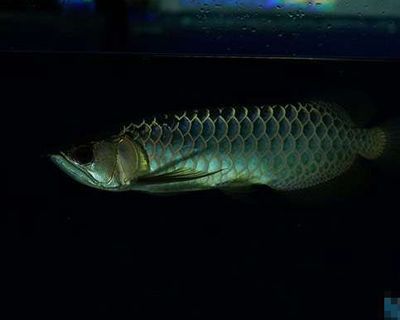 金龍魚何時更換黑背景：金龍魚什么時候換黑背景金龍魚什么時候換黑背景