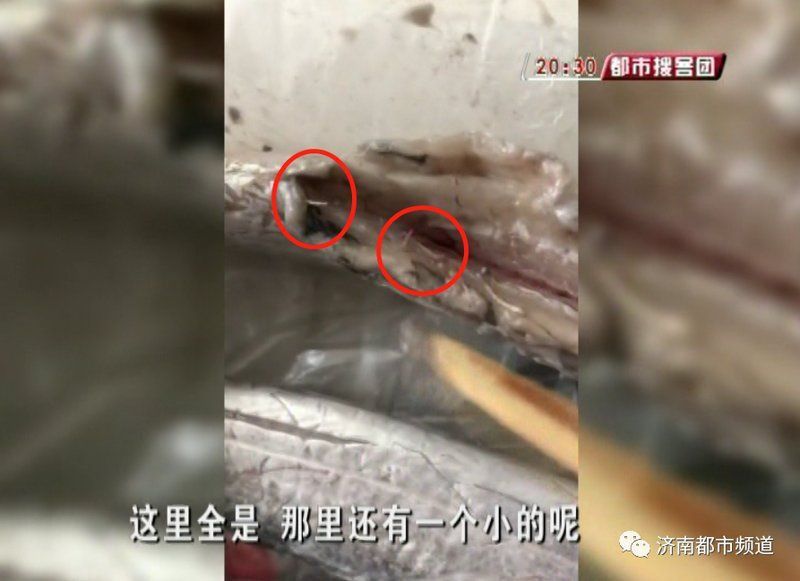 魚肚子里有白色線蟲