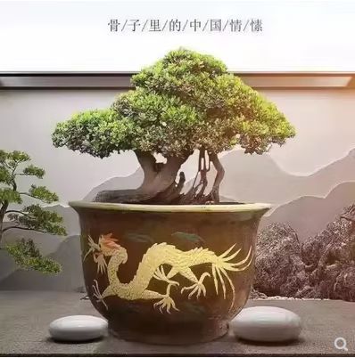 能推薦幾款90cm龍缸嗎？