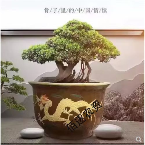 能推薦幾款90cm龍缸嗎？