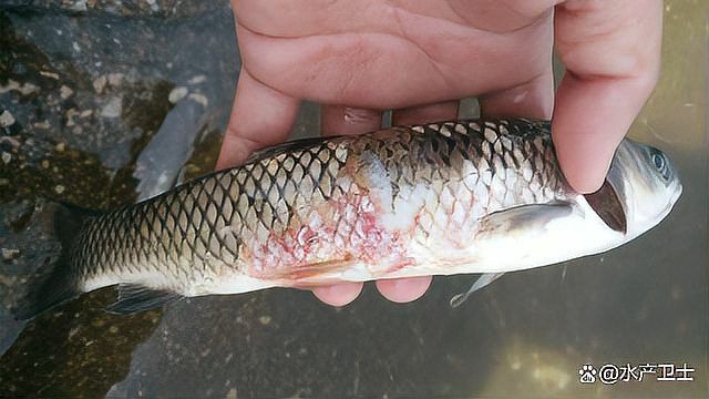 龍魚鰓蓋爛了最簡單三個征兆