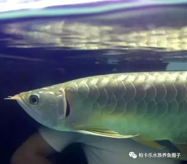 龍魚鰓蓋爛了最簡單三個征兆