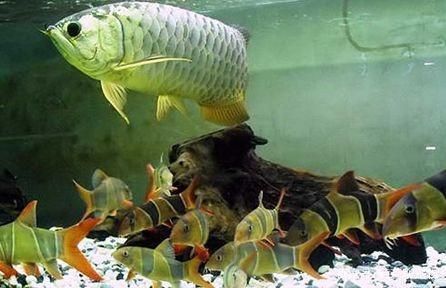 龍魚咬架怎么辦：龍魚咬架通常是由于領地意識強烈或受到刺激引起的以下建議