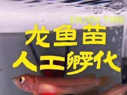 金龍魚苗2至3cm圖片