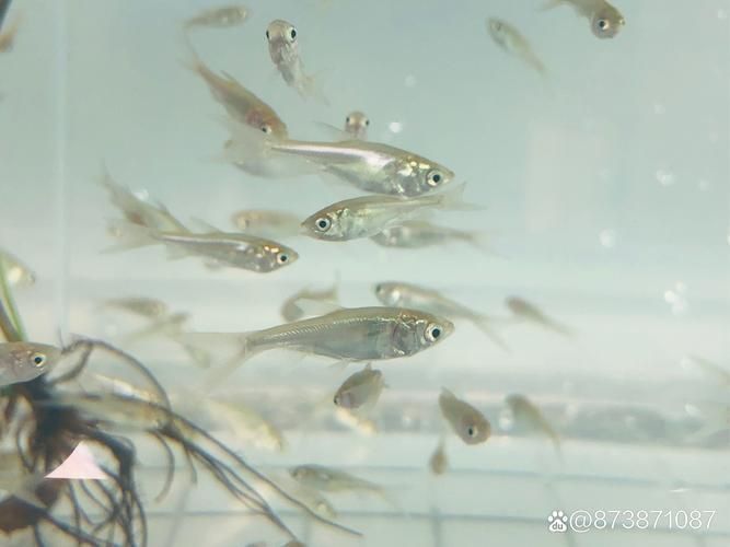 金龍魚苗2至3cm圖片