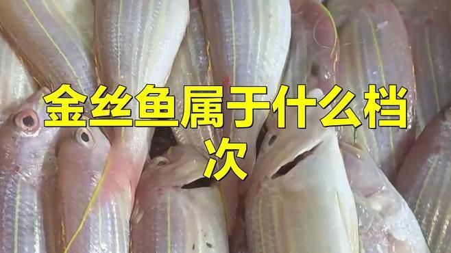 金線魚屬于什么檔次