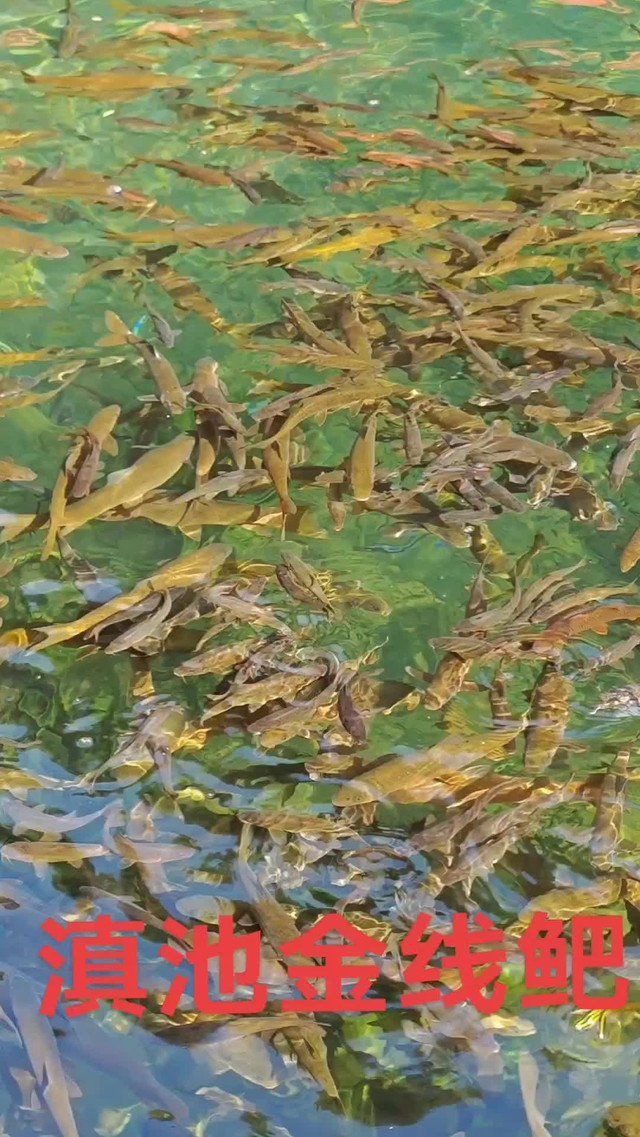 金線魚屬于什么檔次