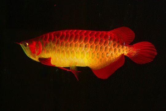 龍魚怎么老是喜歡沉入缸底：龍魚沉底可能由多種因素引起龍魚沉底的緊急處理措施
