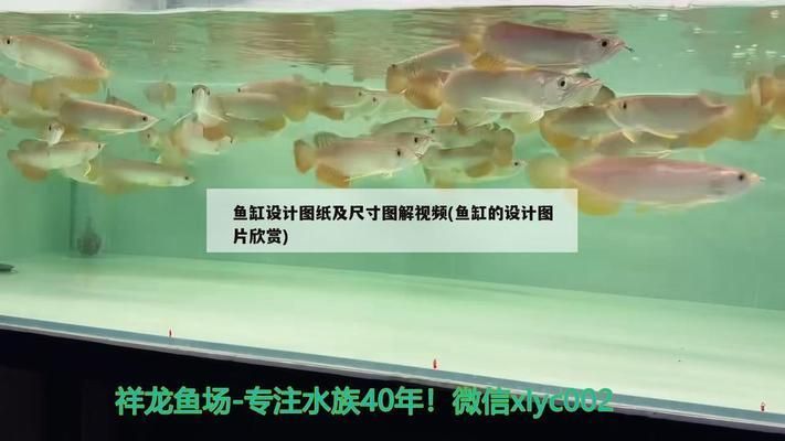 馬拉莫寶石魚繁殖缸布置技巧，