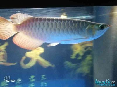 甘孜藏族自治州水族館魟魚的基本生活習性及狀況