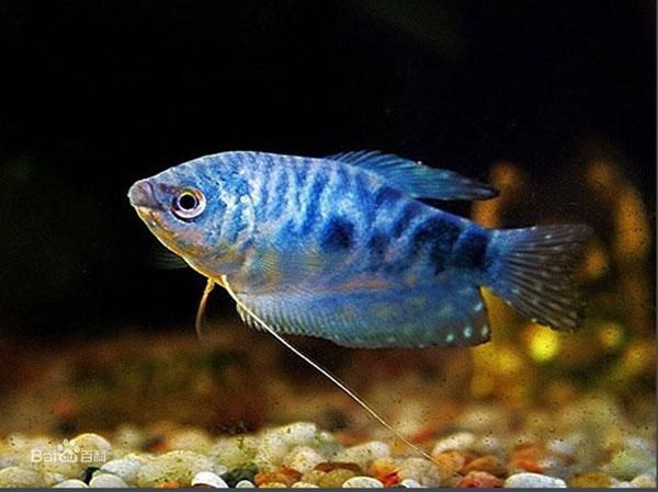 龍魚專用燈哪個牌子的好（龍魚專用燈哪個牌子好）