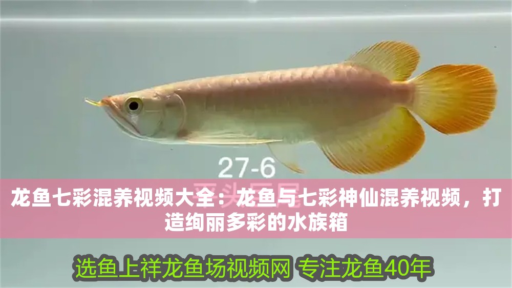 龍魚七彩混養視頻大全:龍魚與七彩神仙混養視頻,打造絢麗多彩的水族箱 龍魚百科 第1張 龍魚七彩混養視頻大全:龍魚與七彩神仙混養視頻,打造絢麗多彩的水族箱 龍魚七彩混養視頻大全:龍魚與七彩神仙混養視頻,打造絢麗多彩的水族箱 龍魚百科 第1張