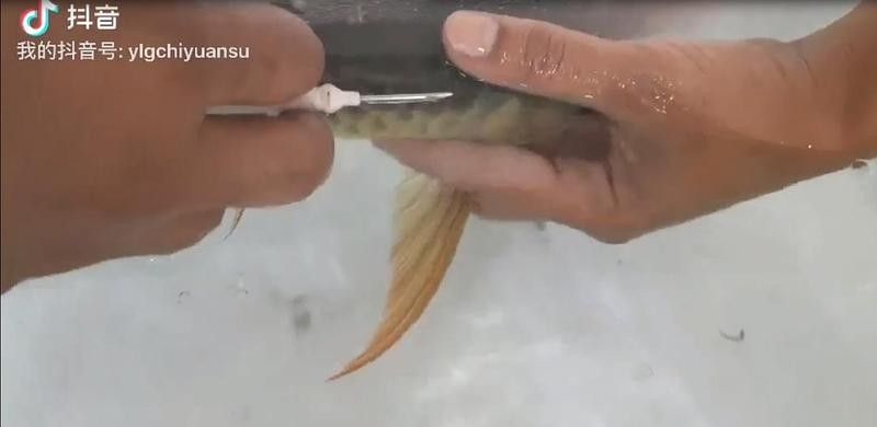 龍魚芯片證書