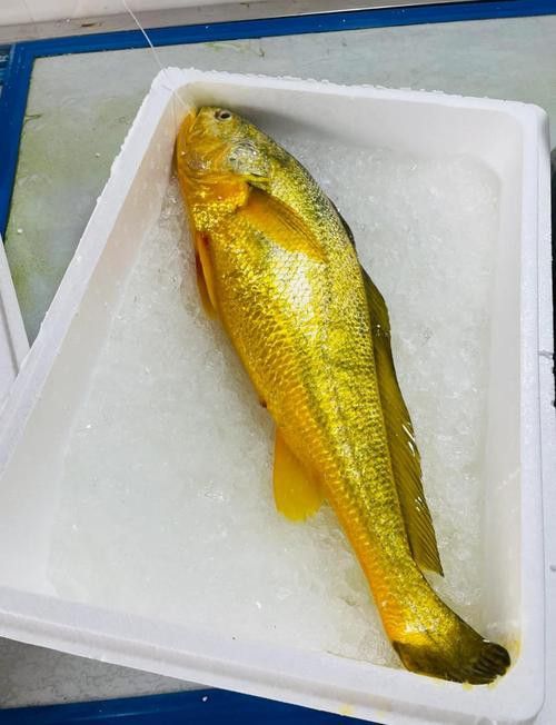 像金龍魚一樣的海魚是什么魚圖片