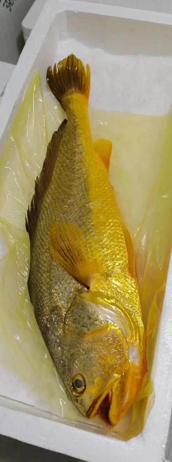 像金龍魚一樣的海魚是什么魚圖片