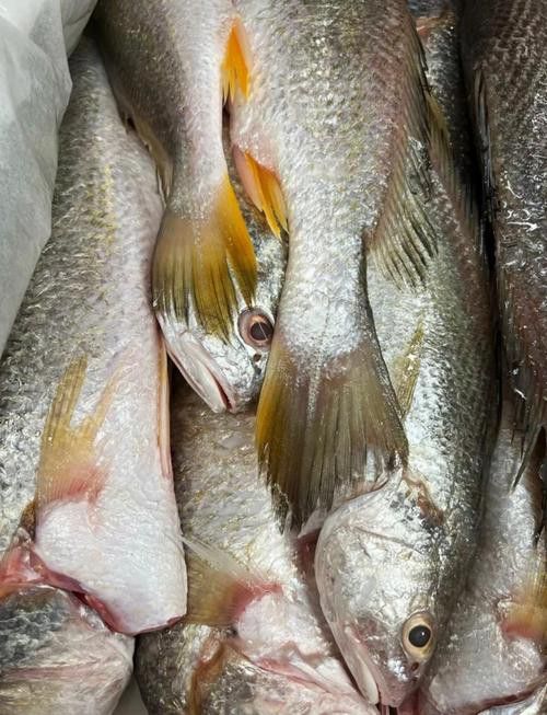 像金龍魚一樣的海魚是什么魚圖片