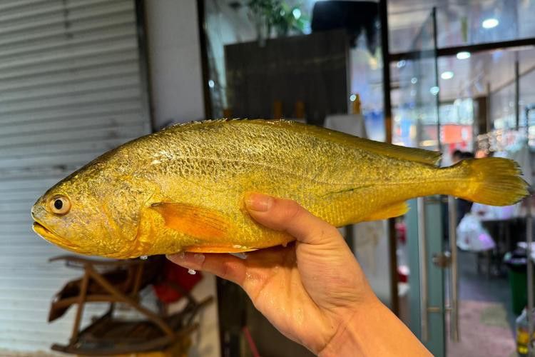像金龍魚一樣的海魚是什么魚圖片
