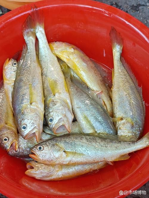 像金龍魚一樣的海魚是什么魚圖片