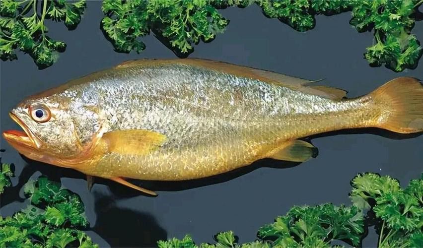 像金龍魚一樣的海魚是什么魚圖片
