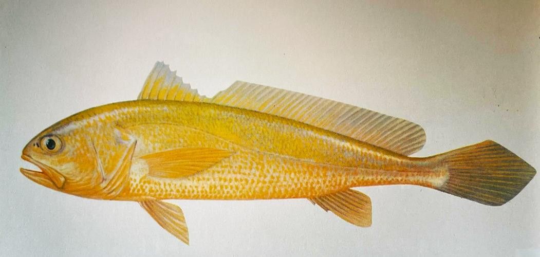 像金龍魚一樣的海魚是什么魚圖片