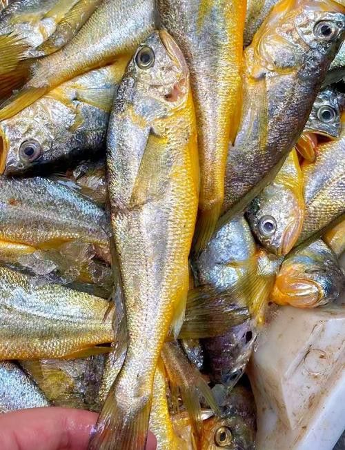 像金龍魚一樣的海魚是什么魚圖片