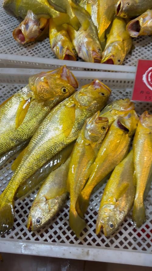 像金龍魚一樣的海魚是什么魚圖片