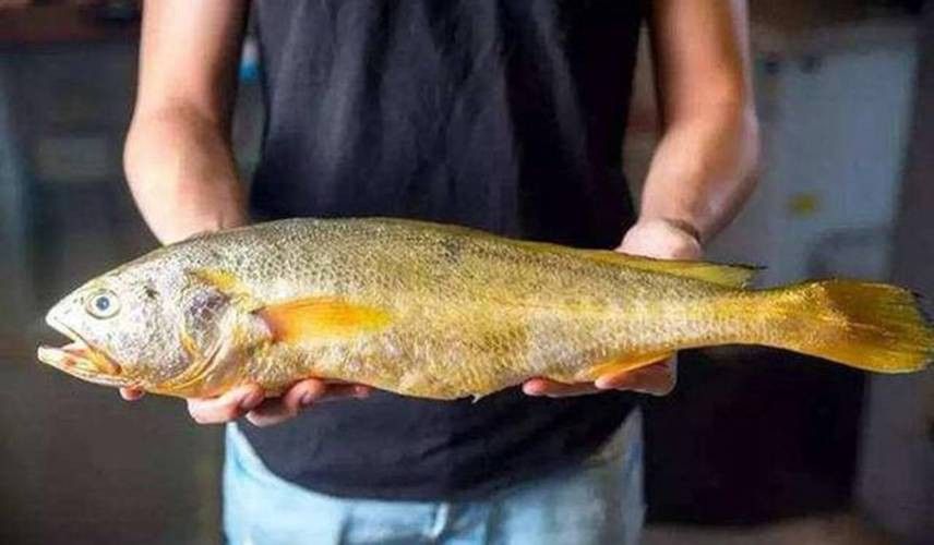 像金龍魚一樣的海魚是什么魚圖片