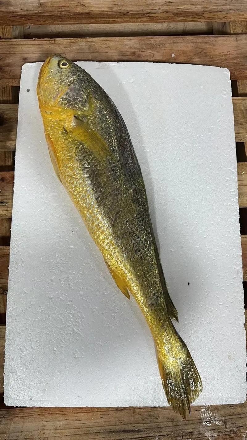 像金龍魚一樣的海魚是什么魚圖片