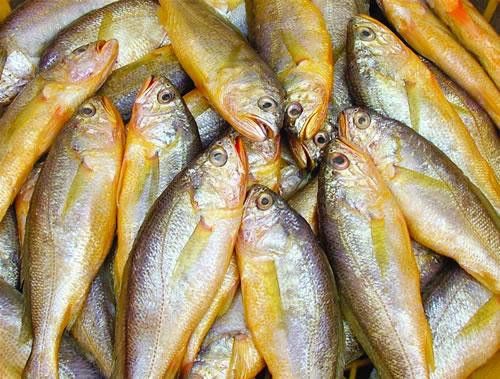 像金龍魚一樣的海魚是什么魚圖片