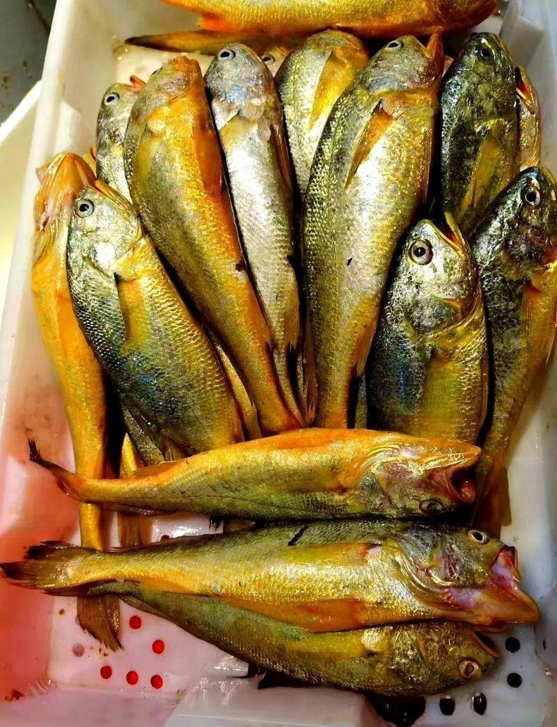 像金龍魚一樣的海魚是什么魚圖片