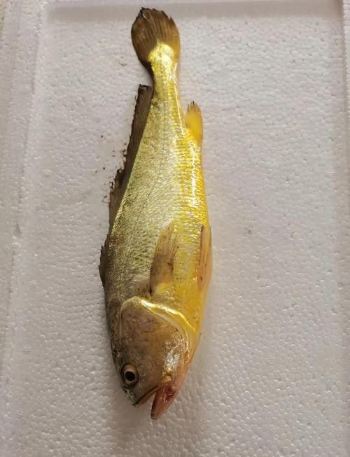 像金龍魚一樣的海魚是什么魚圖片