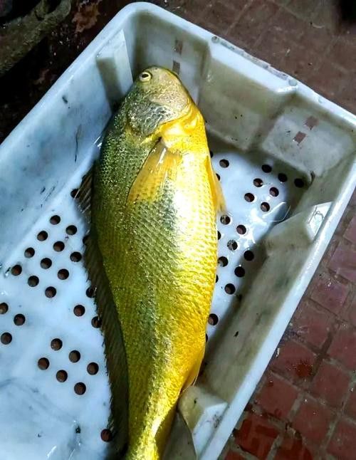 像金龍魚一樣的海魚是什么魚圖片