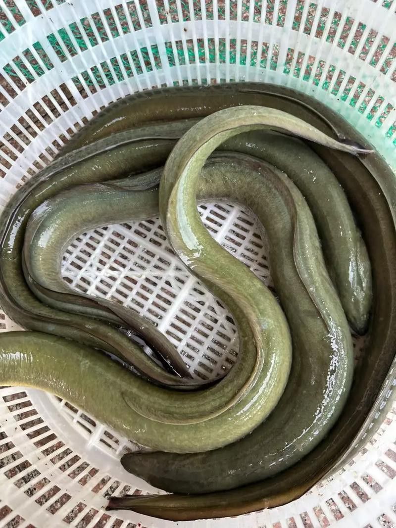 像金龍魚一樣的海魚是什么魚圖片
