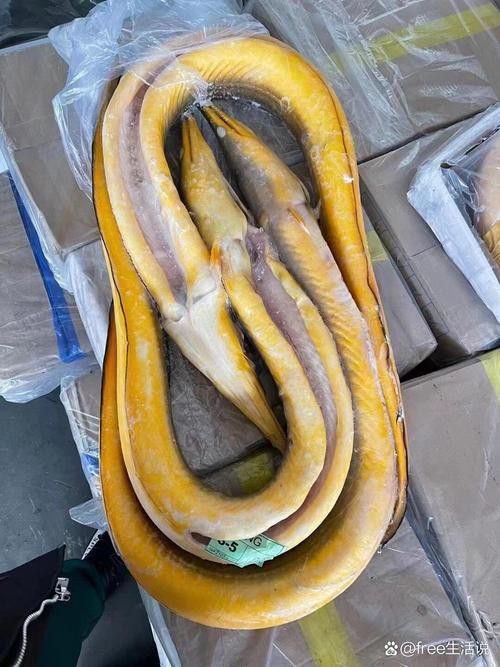 像金龍魚一樣的海魚是什么魚圖片