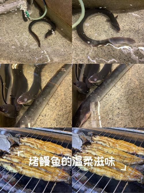 像金龍魚一樣的海魚是什么魚圖片