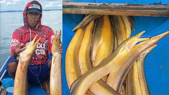 像金龍魚一樣的海魚是什么魚圖片