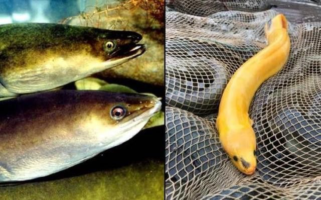 像金龍魚一樣的海魚是什么魚圖片