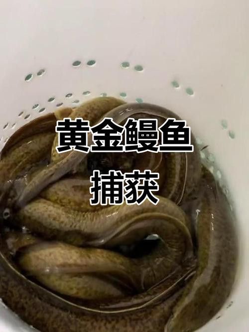 像金龍魚一樣的海魚是什么魚圖片
