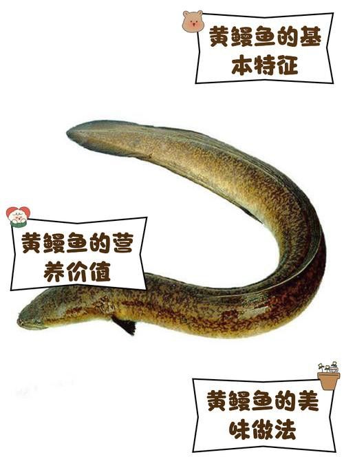 像金龍魚一樣的海魚是什么魚圖片