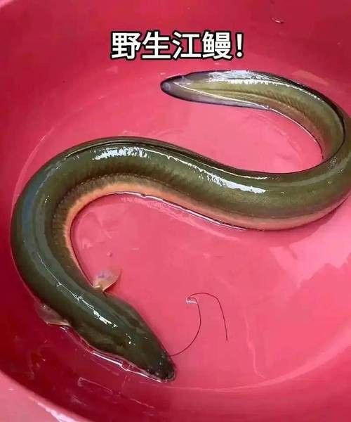 像金龍魚一樣的海魚是什么魚圖片